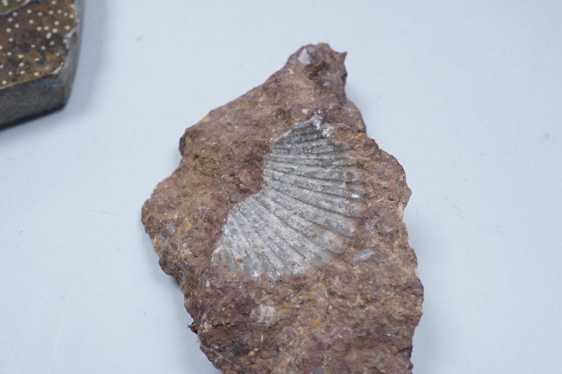 Natural history interest, comprising four ammonites, a fossil and two gemstones